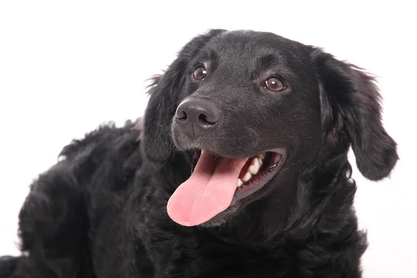 Beyaz Arka Plan Önünde Güzel Mutlu Köpek — Stok fotoğraf