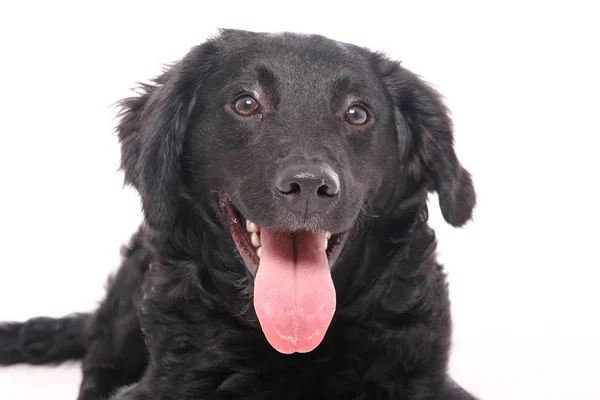 Beyaz Arka Plan Önünde Güzel Mutlu Köpek — Stok fotoğraf