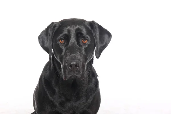 Beyaz Arka Plan Önünde Güzel Mutlu Köpek — Stok fotoğraf