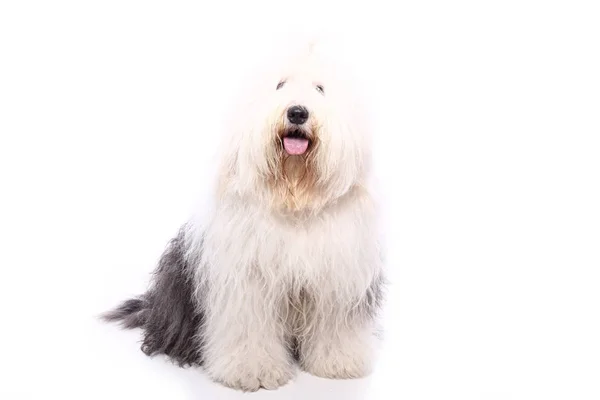 Bonito Cão Feliz Frente Fundo Branco — Fotografia de Stock