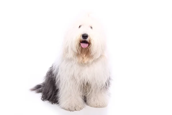Bonito Cão Feliz Frente Fundo Branco — Fotografia de Stock