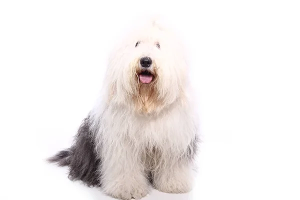 Bonito Cão Feliz Frente Fundo Branco — Fotografia de Stock