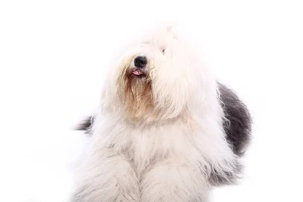 Bonito Cão Feliz Frente Fundo Branco — Fotografia de Stock