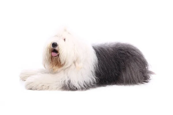 Bellissimo Cane Felice Davanti Uno Sfondo Bianco — Foto Stock