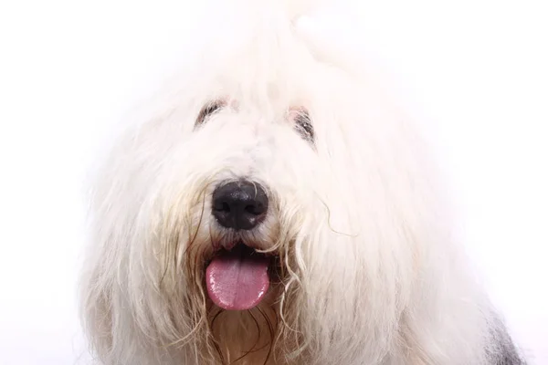 Bellissimo Cane Felice Davanti Uno Sfondo Bianco — Foto Stock