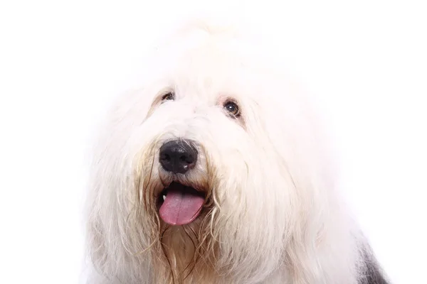 Bonito Cão Feliz Frente Fundo Branco — Fotografia de Stock