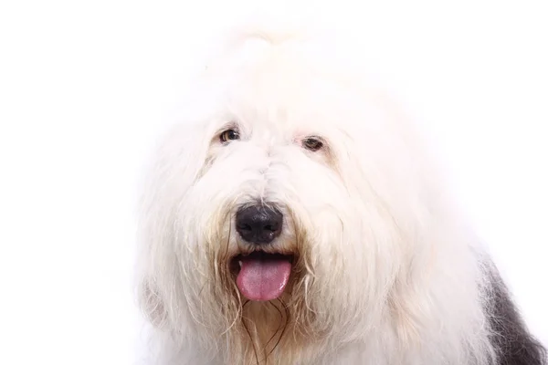 Красива Щаслива Собака Перед Білим Тлом — стокове фото