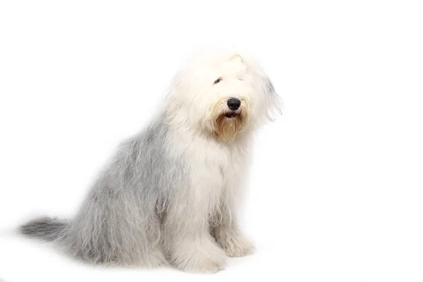 Bonito Cão Feliz Frente Fundo Branco — Fotografia de Stock