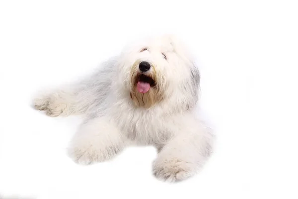 Мбаппе Счастливая Собака Белом Фоне — стоковое фото