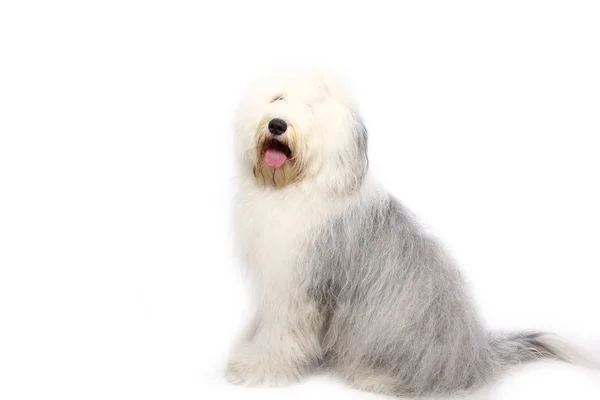 白い背景の前に美しい幸せな犬 — ストック写真