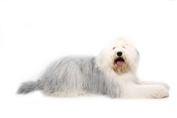 Bonito Cão Feliz Frente Fundo Branco — Fotografia de Stock