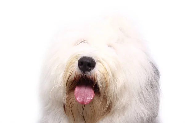 Szép Boldog Kutya Egy Fehér Háttér Előtt — Stock Fotó