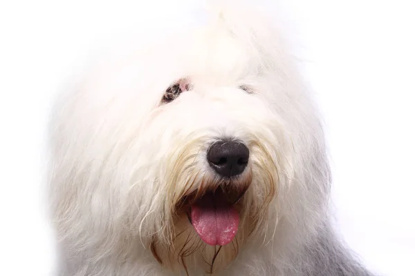 Bonito Cão Feliz Frente Fundo Branco — Fotografia de Stock