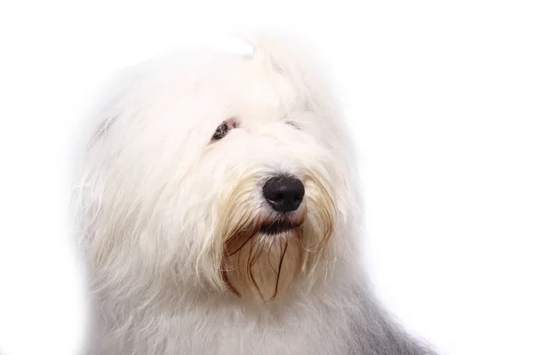 Hermoso Perro Feliz Delante Fondo Blanco — Foto de Stock