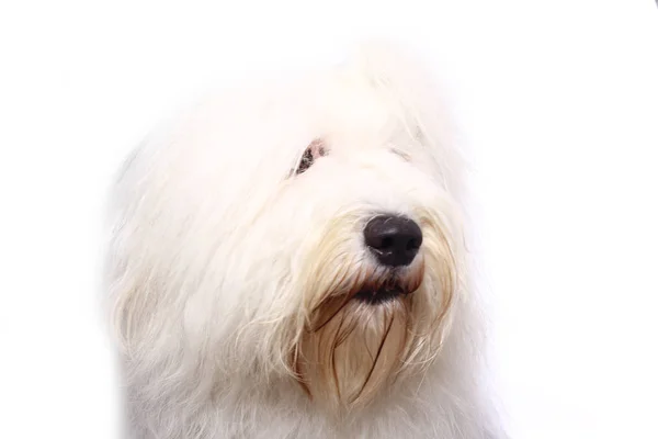 Szép Boldog Kutya Egy Fehér Háttér Előtt — Stock Fotó