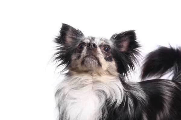 Bonito Cão Feliz Frente Fundo Branco — Fotografia de Stock