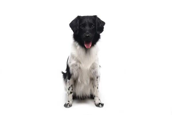 Bonito Cão Feliz Frente Fundo Branco — Fotografia de Stock