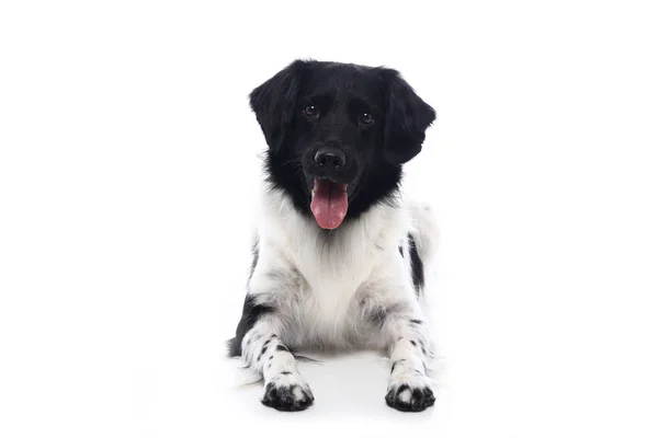 Piękny Pies Przed Białym Tle — Zdjęcie stockowe