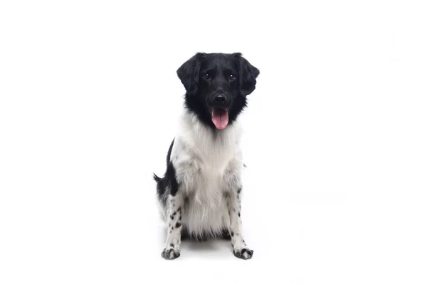 Cão Bonito Frente Fundo Branco — Fotografia de Stock