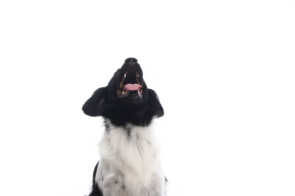 Cão Bonito Frente Fundo Branco — Fotografia de Stock
