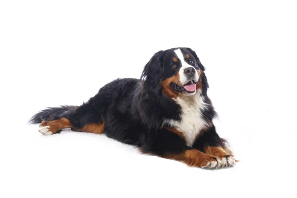 Beautiful Dog Front White Background — Stock Photo, Image