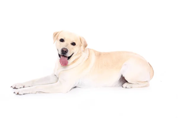 Mooie Gelukkige Hond Voor Een Witte Achtergrond — Stockfoto