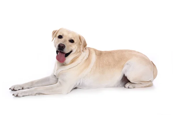 Όμορφο Ευτυχισμένο Σκύλο Μπροστά Από Ένα Λευκό Φόντο — Φωτογραφία Αρχείου