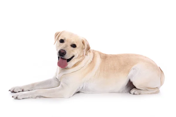 Mooie Gelukkige Hond Voor Een Witte Achtergrond — Stockfoto