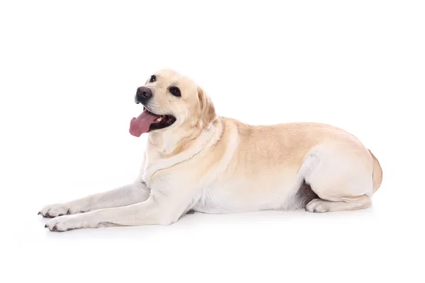 Όμορφο Ευτυχισμένο Σκύλο Μπροστά Από Ένα Λευκό Φόντο — Φωτογραφία Αρχείου