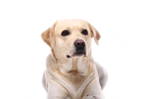 Mooie Gelukkige Hond Voor Een Witte Achtergrond — Stockfoto