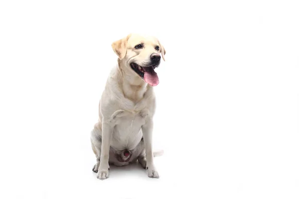 Mooie Gelukkige Hond Voor Een Witte Achtergrond — Stockfoto