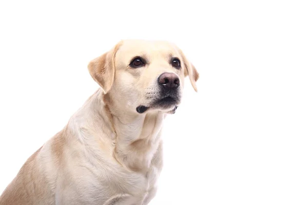 Mooie Gelukkige Hond Voor Een Witte Achtergrond — Stockfoto