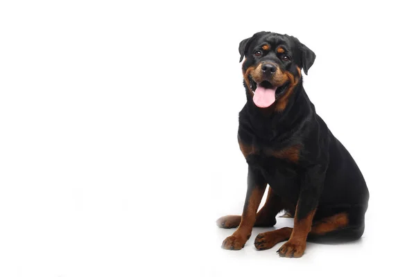 Vacker Glad Hund Framför Vit Bakgrund — Stockfoto