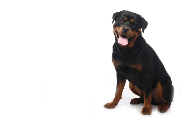 Schöner Glücklicher Hund Vor Weißem Hintergrund — Stockfoto