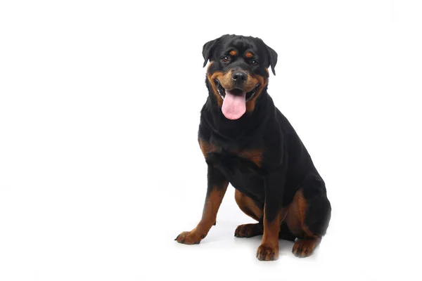 Hermoso Perro Feliz Delante Fondo Blanco — Foto de Stock