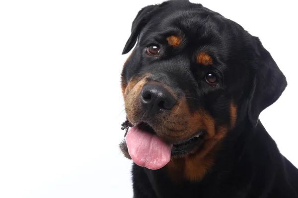 Bonito Cão Feliz Frente Fundo Branco — Fotografia de Stock