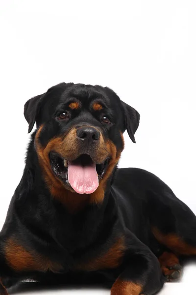 Beyaz Arka Plan Önünde Güzel Mutlu Köpek — Stok fotoğraf