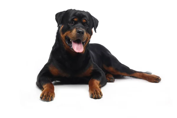 Bonito Cão Feliz Frente Fundo Branco — Fotografia de Stock