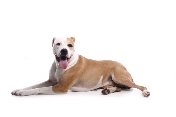 Bonito Cão Feliz Frente Fundo Branco — Fotografia de Stock