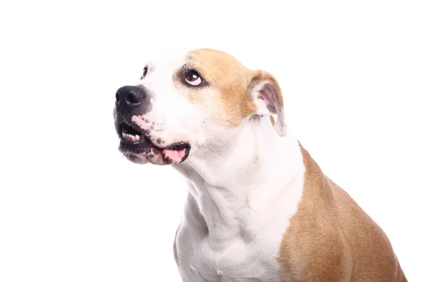 Krásný Šťastný Pes Před Bílým Pozadím — Stock fotografie