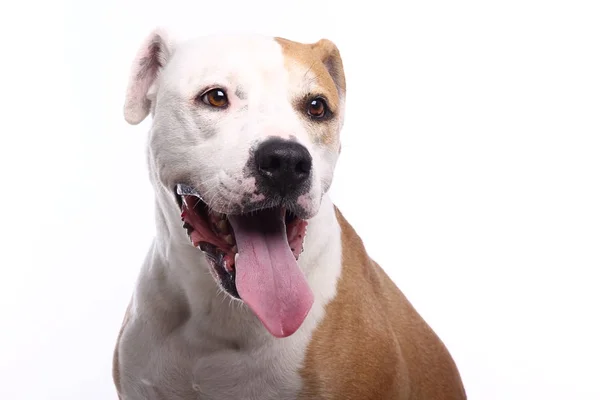 Zwei lustige BeagleHunde ausführen — Stockfoto © Ksuksann 62860359