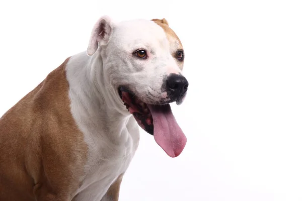 Beyaz Arka Plan Önünde Güzel Köpek — Stok fotoğraf