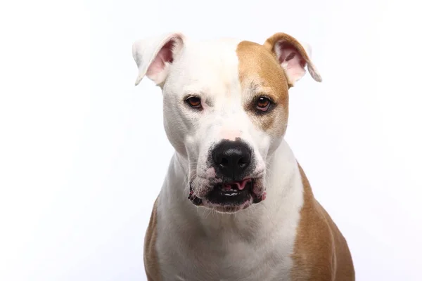 Krásný Pes Před Bílým Pozadím — Stock fotografie