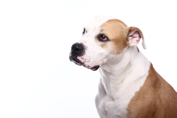 Krásný Pes Před Bílým Pozadím — Stock fotografie