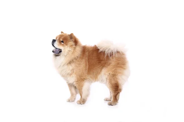 Schöner Hund Vor Weißem Hintergrund — Stockfoto