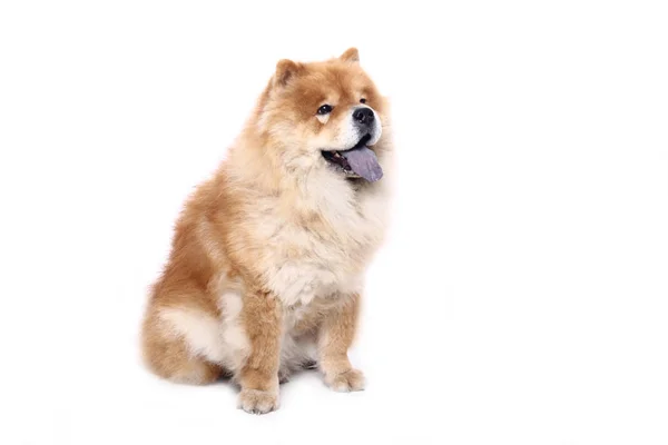 Cão Bonito Frente Fundo Branco — Fotografia de Stock