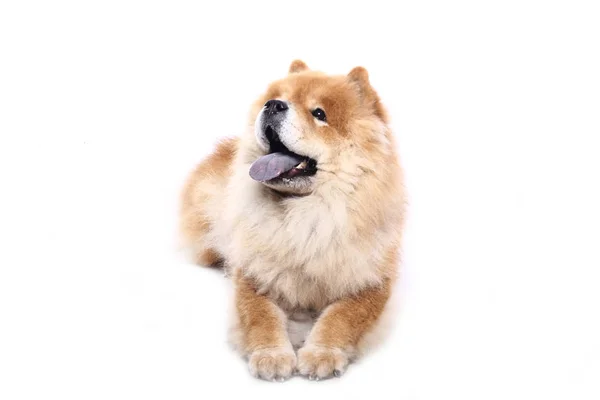 Красивая Собака Белом Фоне — стоковое фото