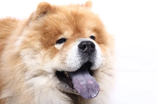 Cão Bonito Frente Fundo Branco — Fotografia de Stock