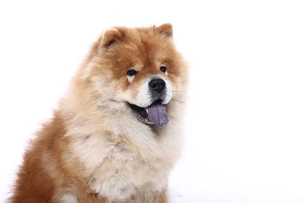 Cão Bonito Frente Fundo Branco — Fotografia de Stock