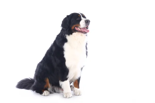 Bellissimo Cane Davanti Uno Sfondo Bianco — Foto Stock